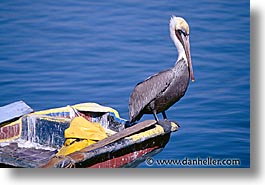 estuary, horizontal, latin america, mexico, pelicans, photograph