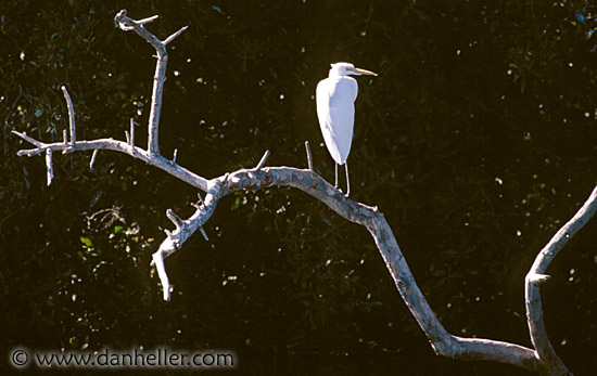 snowy-egret.jpg