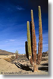 cactus, latin america, mexico, punta chivato, vertical, photograph