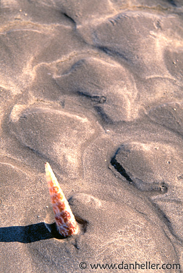 shell.jpg