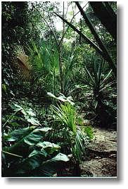 jungle, latin america, mexico, vertical, yucatan, photograph