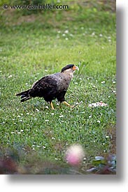 animals, birds, latin america, patagonia, vertical, photograph