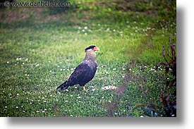 animals, birds, horizontal, latin america, patagonia, photograph