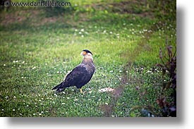 animals, birds, horizontal, latin america, patagonia, photograph