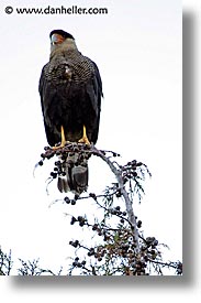 animals, birds, latin america, patagonia, vertical, photograph