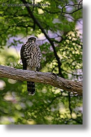 animals, birds, latin america, patagonia, vertical, photograph