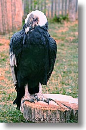 animals, birds, condor, latin america, patagonia, vertical, photograph