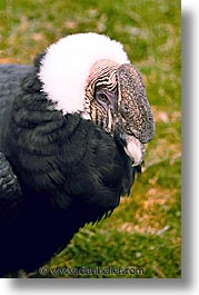 animals, birds, condor, latin america, patagonia, vertical, photograph