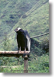 animals, birds, condor, latin america, patagonia, vertical, photograph