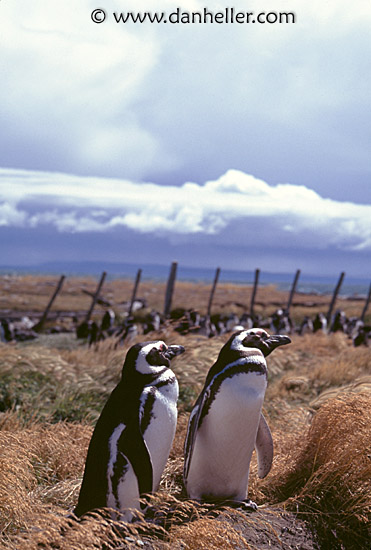 penguin-colony.jpg