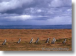 animals, birds, horizontal, latin america, lines, patagonia, penguins, photograph