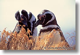animals, birds, horizontal, latin america, patagonia, penguins, two, photograph