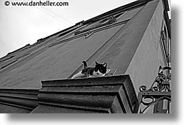 animals, cats, horizontal, kitten, latin america, patagonia, walls, photograph