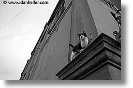 animals, cats, horizontal, kitten, latin america, patagonia, walls, photograph