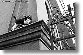 images/LatinAmerica/Patagonia/Animals/Cat/kitty-on-wall-3b.jpg