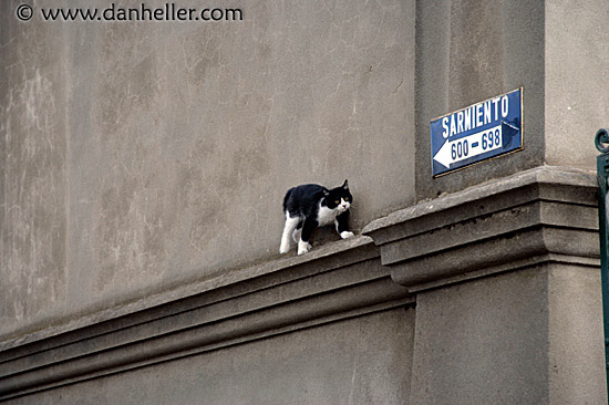 kitty-on-wall-4.jpg