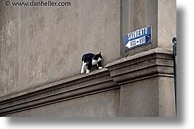 animals, cats, horizontal, kitten, latin america, patagonia, walls, photograph