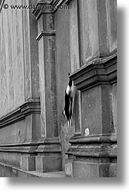 animals, cats, kitten, latin america, patagonia, vertical, walls, photograph