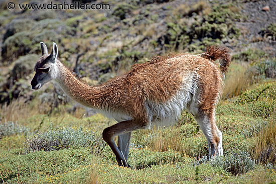 baby-guanaco-1.jpg