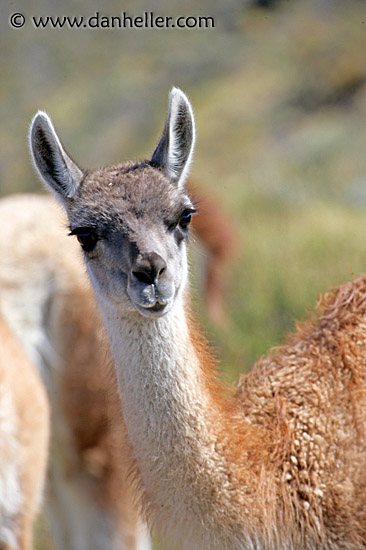 baby-guanaco-2.jpg