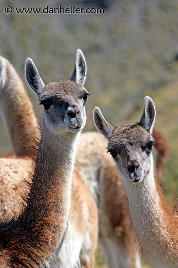 baby-guanaco-3.jpg