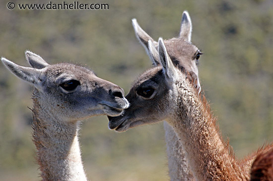 baby-guanaco-4.jpg