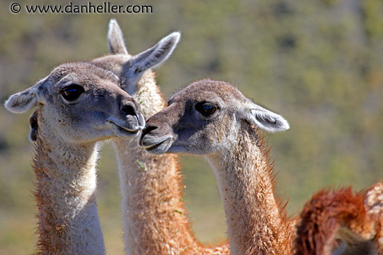 baby-guanaco-6.jpg