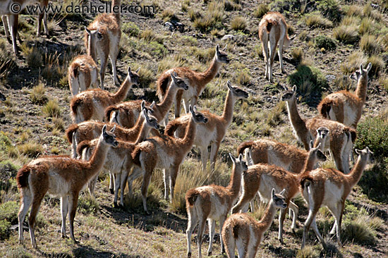 guanaco-pack-01.jpg