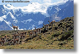 animals, guanaco, horizontal, latin america, pack, patagonia, photograph