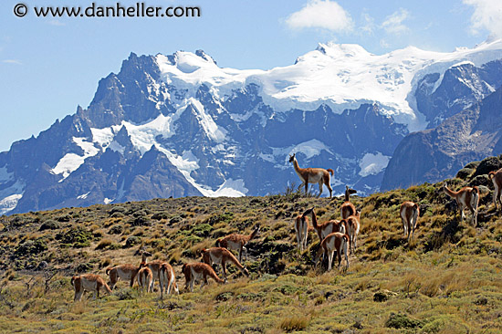 guanaco-pack-03.jpg