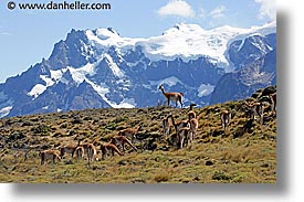 images/LatinAmerica/Patagonia/Animals/Guanaco/guanaco-pack-03.jpg