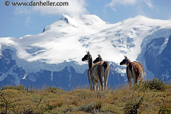 guanaco-pack-04.jpg