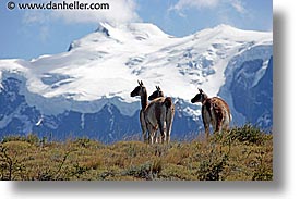 images/LatinAmerica/Patagonia/Animals/Guanaco/guanaco-pack-04.jpg