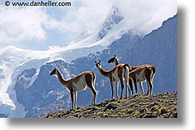 images/LatinAmerica/Patagonia/Animals/Guanaco/guanaco-pack-06.jpg