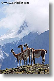 images/LatinAmerica/Patagonia/Animals/Guanaco/guanaco-pack-07.jpg