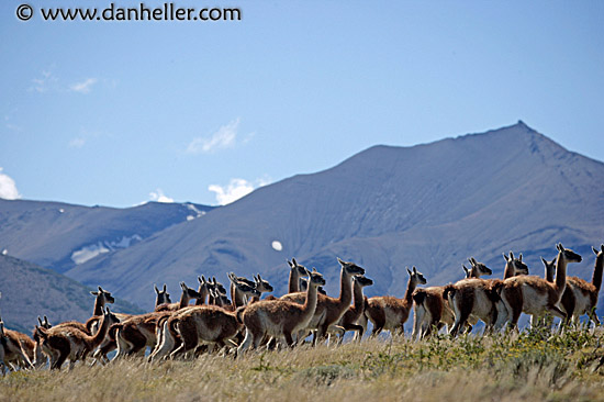 guanaco-pack-08.jpg