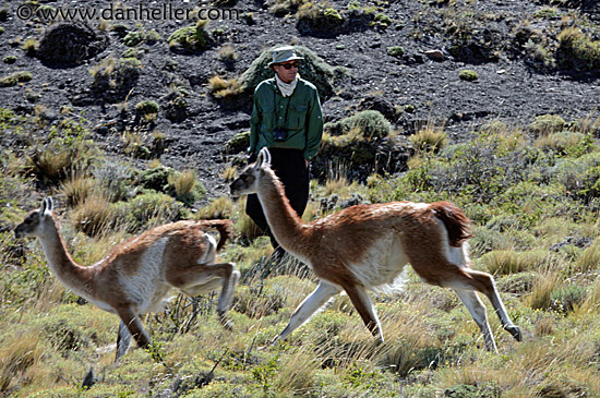 guanaco-pack-09.jpg