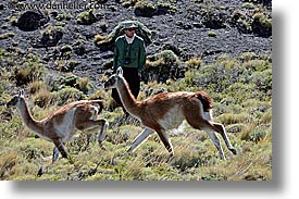 images/LatinAmerica/Patagonia/Animals/Guanaco/guanaco-pack-09.jpg