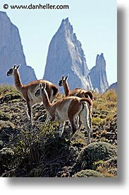 animals, guanaco, latin america, pack, patagonia, vertical, photograph