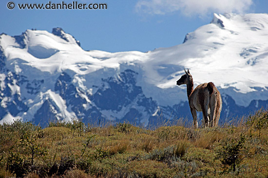 lone-guanaco-02.jpg