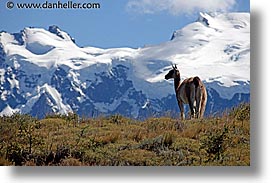 images/LatinAmerica/Patagonia/Animals/Guanaco/lone-guanaco-02.jpg