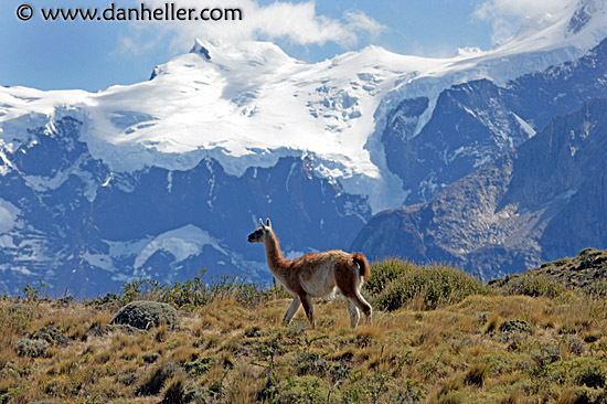 lone-guanaco-03.jpg