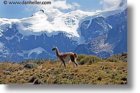 images/LatinAmerica/Patagonia/Animals/Guanaco/lone-guanaco-03.jpg