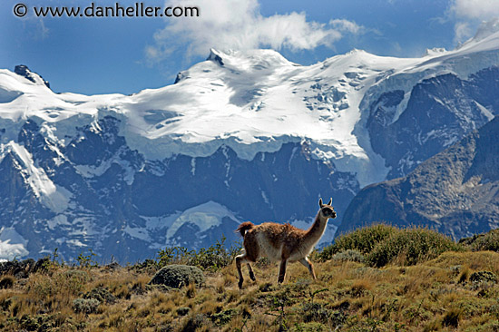 lone-guanaco-04.jpg