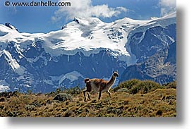 images/LatinAmerica/Patagonia/Animals/Guanaco/lone-guanaco-04.jpg