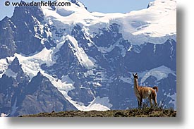 images/LatinAmerica/Patagonia/Animals/Guanaco/lone-guanaco-05.jpg
