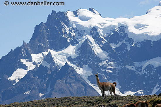 lone-guanaco-06.jpg