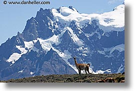 animals, guanaco, horizontal, latin america, lone, patagonia, photograph