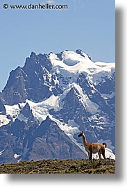 animals, guanaco, latin america, lone, patagonia, vertical, photograph