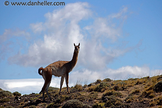 lone-guanaco-08.jpg